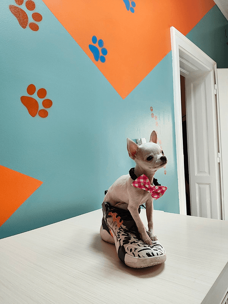 Dog hotel facility Serbia