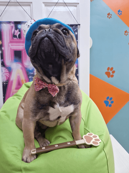 Dog hotel outdoor area Novi Sad