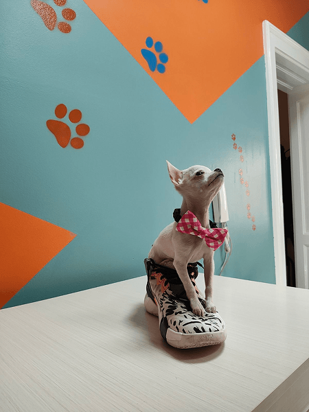 Fancy Dog Hotel Novi Sad Serbia