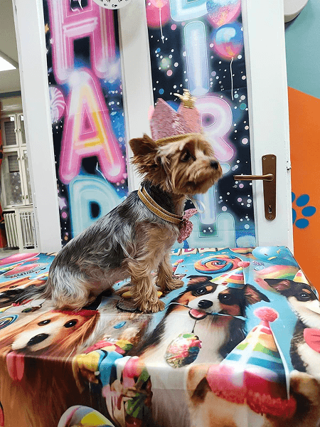 Large dog hotel Novi Sad