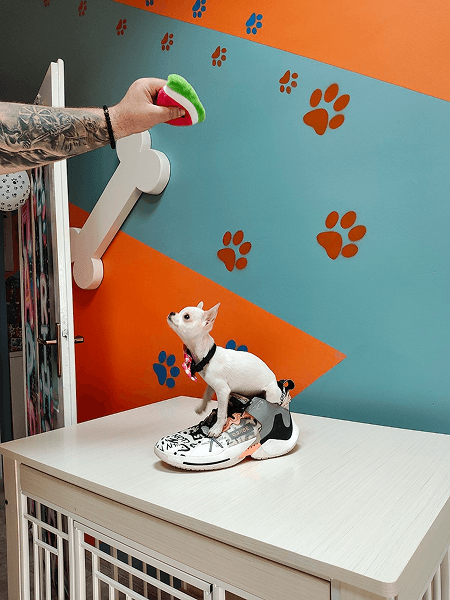 Small dog hotel Novi Sad